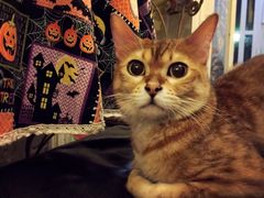 -猫色咖啡·猫咖