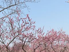 -梅花山(明孝陵内)