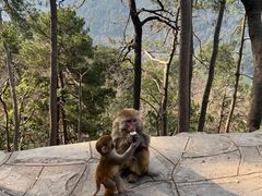 -黔灵山公园