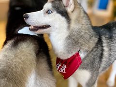 -Husky Go! 哈士奇体验馆·宠物咖啡厅狗咖