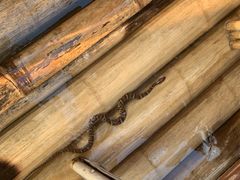 -九曲溪竹筏码头