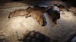 点击看大图 -Zoolung Zoolung动物主题公园(海信广场店)