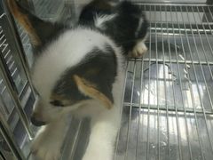 -1013 PET SHOP 宠物商店(近铁城市广场店)