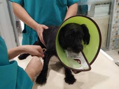 -骐奇宠物诊疗中心(南亭公路店)