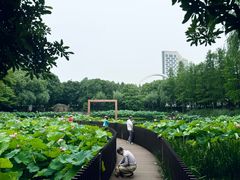-陈家山荷花公园