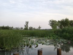 -绿堤公园