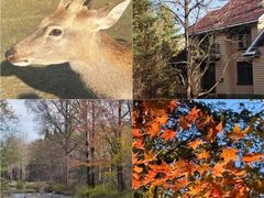 -五营红松林海景区