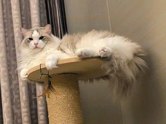 -爱诺耐芙动物医院(万博店)