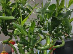 -田凤波推拿.按摩养生(幸福店)