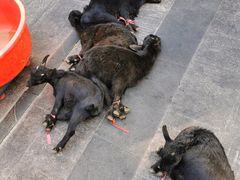 -三得正宗乌烈乳羊(环城东二路店)