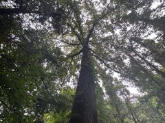 -素山寺森林公园