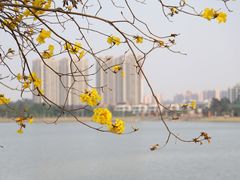 -仙湖旅游度假区