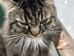 -安格丽娜·狗咖·猫咖羊驼咖(春熙路百盛商场店)