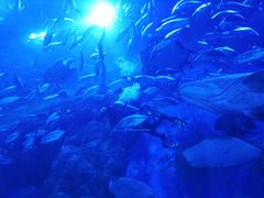 -成都浩海立方海洋公园