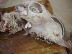 -张泽小阿弟羊肉馆