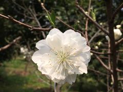 -南汇桃花村