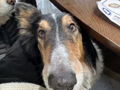 -大锅强·蒸海鲜青岛菜(吾悦广场店)