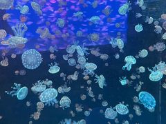 -江和美海洋公园