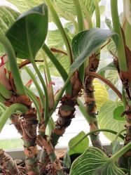 -变画·发型STUDIO