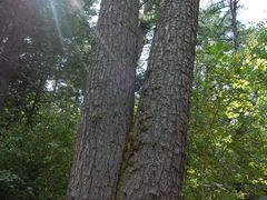 -五营红松林海景区