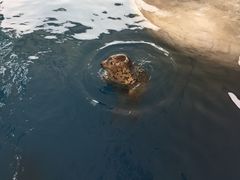 -石家庄极地海洋世界