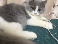 -lincat·猫舍(广州店)