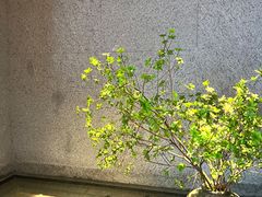 -花城粤菜餐厅(高新区店)