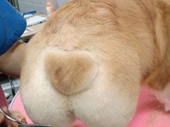 -宠福鑫康馨动物医院·骨科·眼科