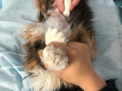 -北京赛佳动物医院