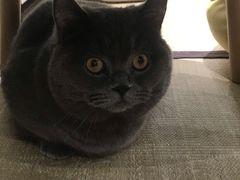 -逗柴咖啡屋·狗咖猫咖宠物桌游