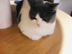 -飞行喵MR PILOT|猫舍·猫咖(静安大融城店)
