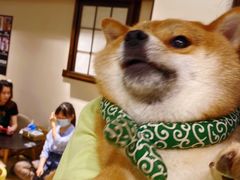 -逗柴咖啡屋·狗咖猫咖宠物桌游