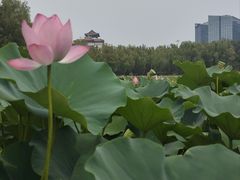 -莲花池公园