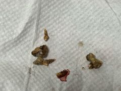 -北京观赏动物医院·24小时大型综合·猫专科·异宠专科