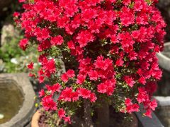 -木子山庄·安徽省老字号·中国炖锅宴