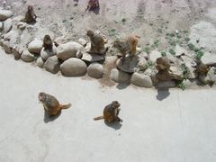 -西安秦岭野生动物园