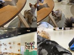 -藏猫猫咖啡主题馆(中央大道店)