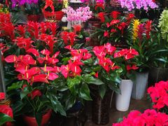 -秦美花卉(天朗·莱茵小城2期店)