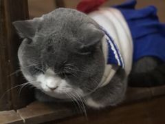 -福尔喵斯探案馆实景搜证·沉浸式剧本杀
