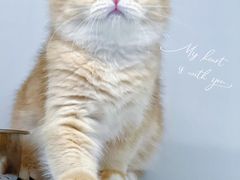 -lincat·猫舍(广州店)