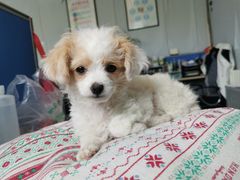 -宠福鑫康馨动物医院·骨科·眼科