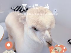 -怪兽屋·羊驼·猫咖·狗咖(俊华广场店)