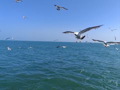 -海驴岛(荣成市)