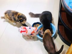 -藏猫猫咖啡主题馆(中央大道店)