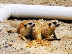 -合肥野生动物园