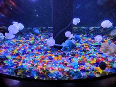 -成都浩海立方海洋公园