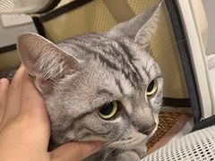 -伟伟宠物医院·CT影像中心·瑞派犬猫综合性门诊(汉口总院)