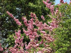 -桃花岛景观公园