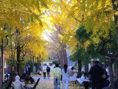 -三里屯东五街银杏大道