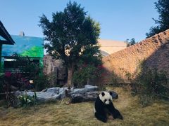 -灵玲国际马戏城